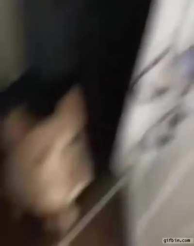 Doggo Hints at a Walk