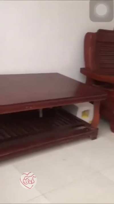 Funny and cute cats and dogs videos, the perfect compilation of pets for your daily dose of cuteness