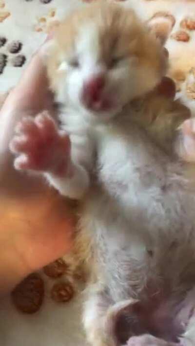 Milk drunk juvenile delinquent detained for public intoxication