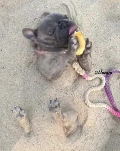 This dog is definitely living his best life