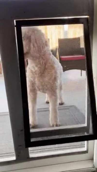 He does not understand how dog doors work