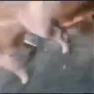 Noooooo perro culiaoooo