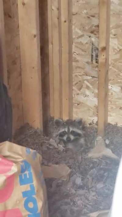Someone found my stash of compost leaves for the winter