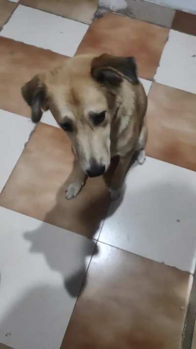 Coco enjoying boiled potatoes 😁🤎