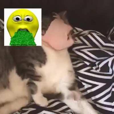 قطة عربية مضحكة ملحمية epic arab cat haram لحم خنزير 🤣🤣🤣 [FREE DOWNLOAD 2017]