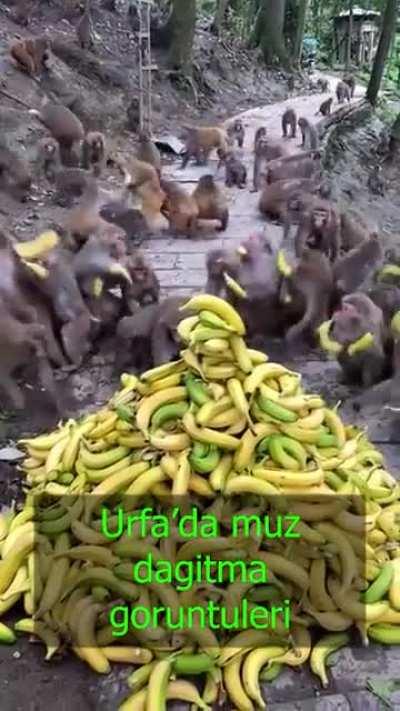 Urfa'da patatesten sonra bugun de muz dagitildi