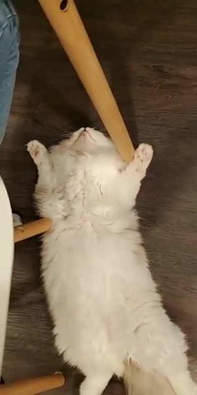 How my friends cat keeps us company during dinner