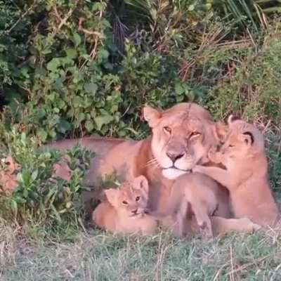 Lioness and cubs