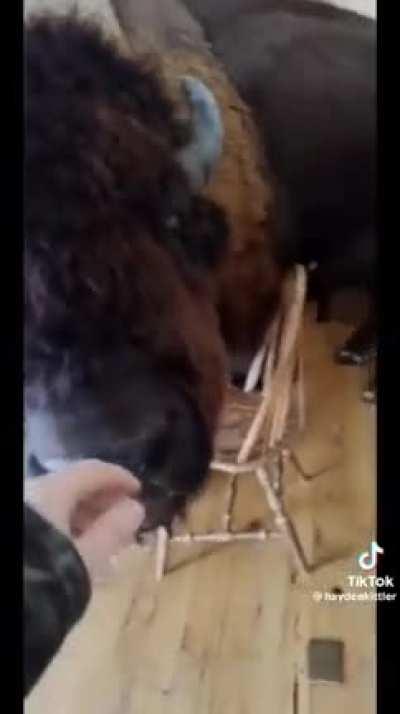 Wooly Unit Visits His Human Friend 