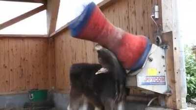 This is one of the happiest cows I have ever seen.