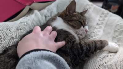 Quick break from the book to pet Ellie 🩷