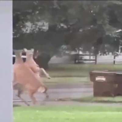 DEERCORE DEERCORE DEERCORE DEERCORE!!! 🦌🦌🦌🦌🦌🦌🦌🦌🦌🦌🦌🦌