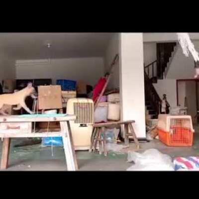 They are hanging out in doggy style