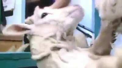 An injectable enzyme developed by a Japanese company (which makes soy sauce) allows wool to be peeled from sheep, rather than sheared.