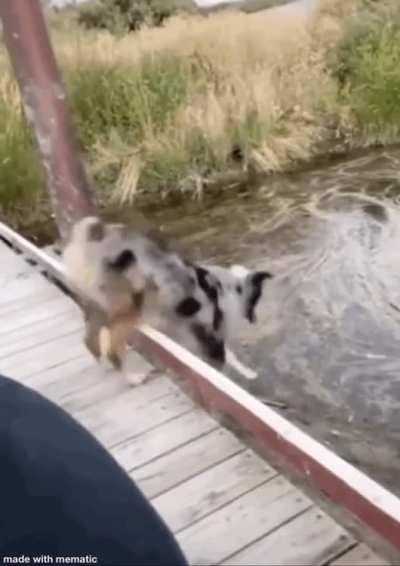 A dog and a dirty pond