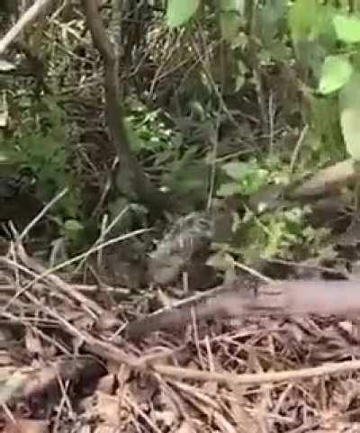 wait for it.. wait for it..