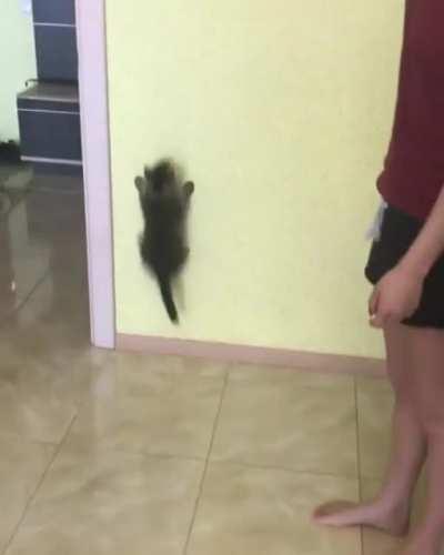 Kitten doesn't let a little thing like gravity stop him
