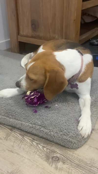 Anyone else’s beagle love vegetables?
