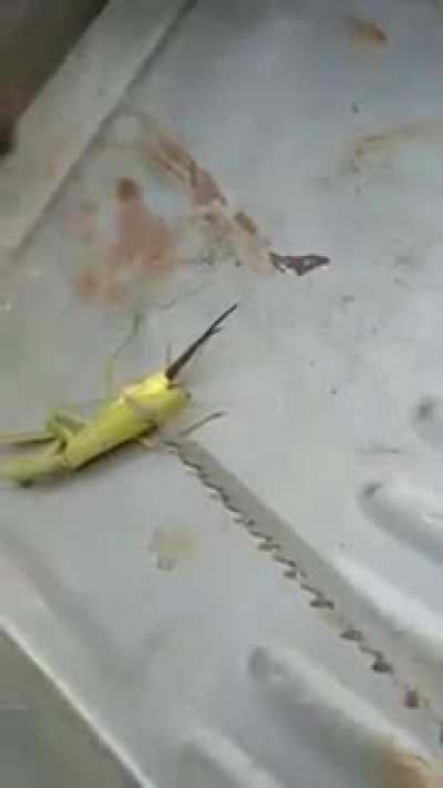 Unknown Parasite leaves a Grasshopper