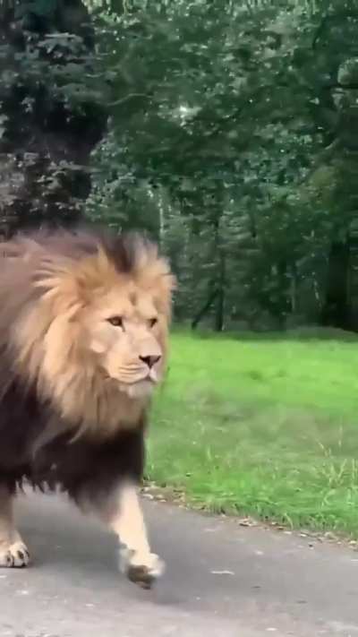 Logically which animal could take on a fully grown male lion?