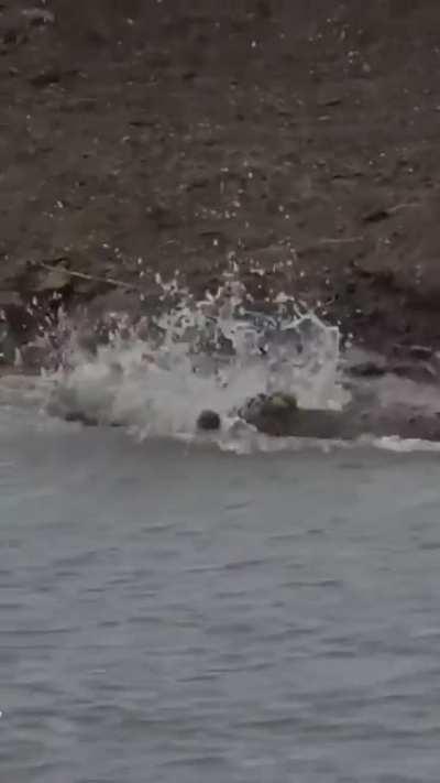 🔥 Cheetah took a risk and paid with his life.