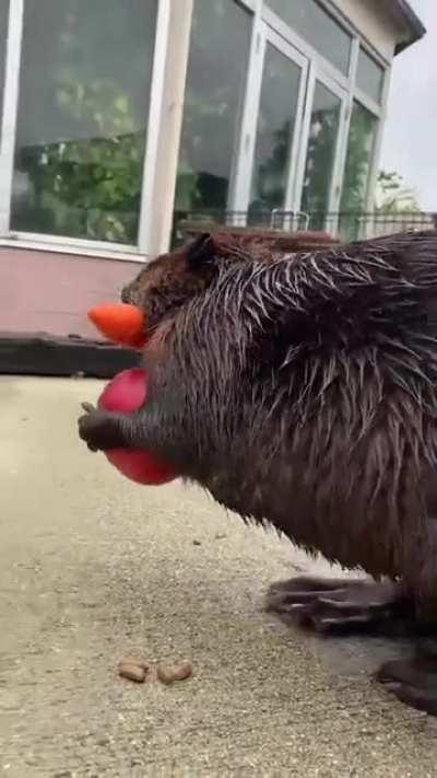 One fur now, one fur later…