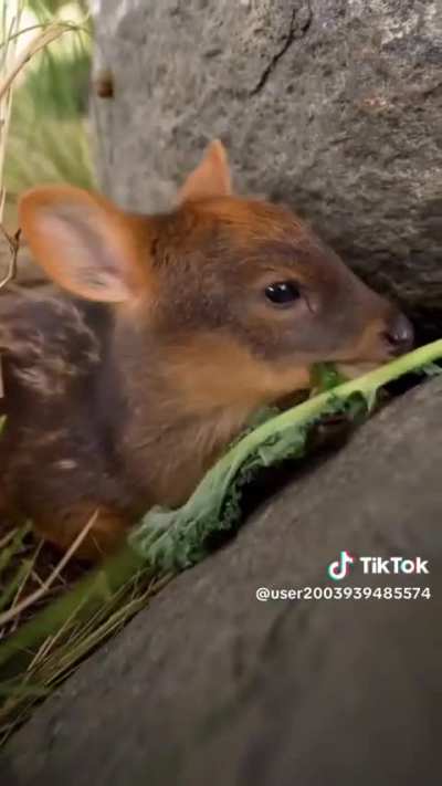 Pudu comiendo de pana