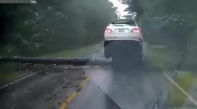 Ke$ha yelling TIMBER