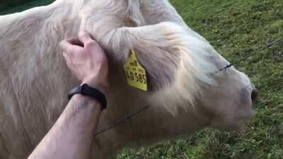 This cow always waits for me when I‘m out running to give them some scratches