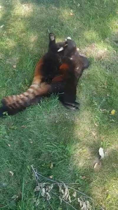 Adorable wrestling <3