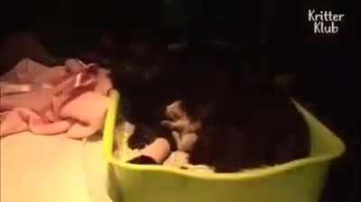 Cat who lost her kittens is given an abandoned kitten