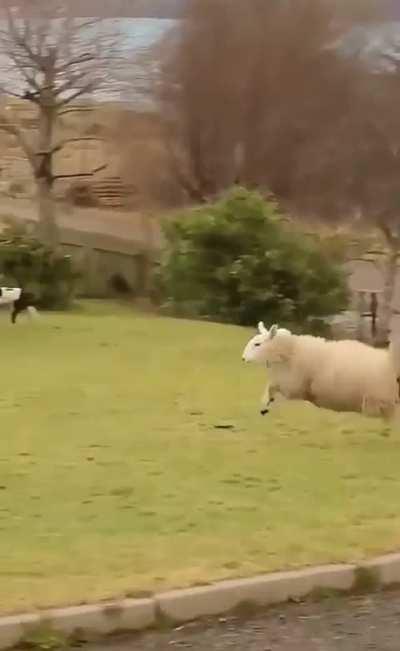Look at me, Look at me... I'm a sheep! Boing Boing Boing!