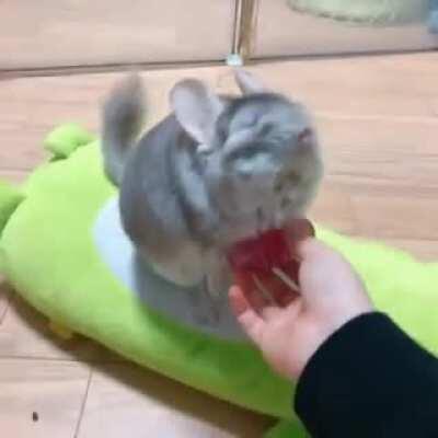 First brushy of the new year and he just loved it!