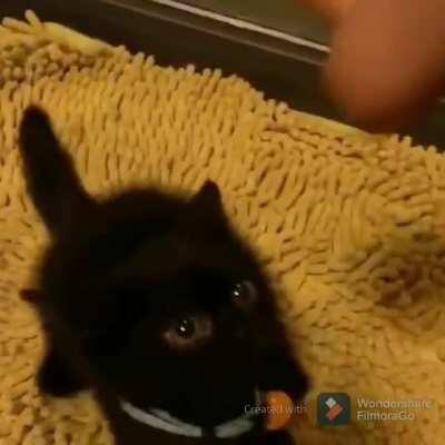 This kitten has the biggest eyes