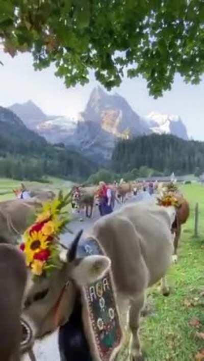 swiss cows celebrating their autumn tradition of leaving the alps to go down to their other home in valley while wearing flower crowns