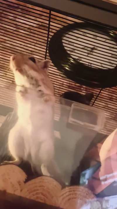 Just a pair of silly creatures