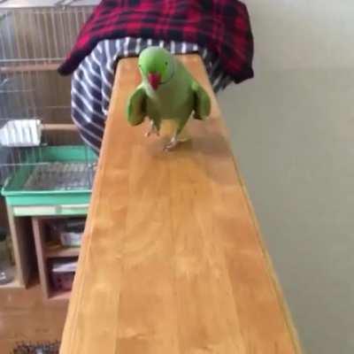 Pretty boy walking the runway.