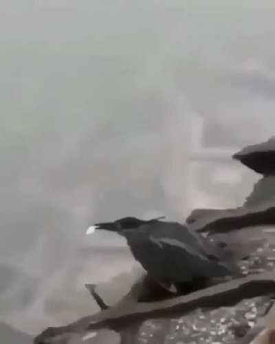 Crow knows how to do fishing
