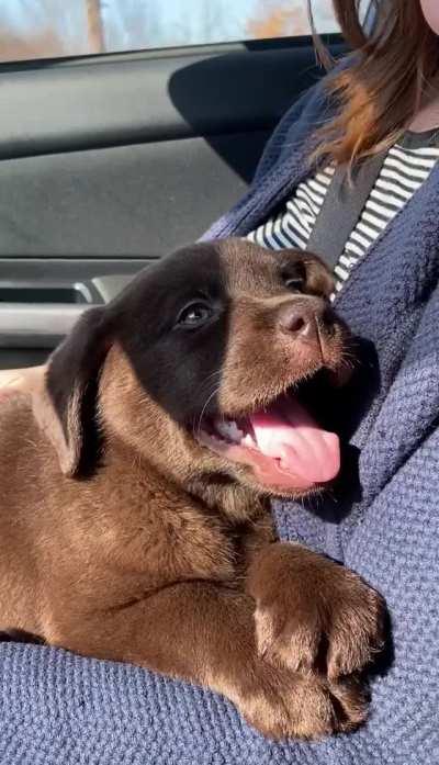 All the way home, she behaved like the best girl.