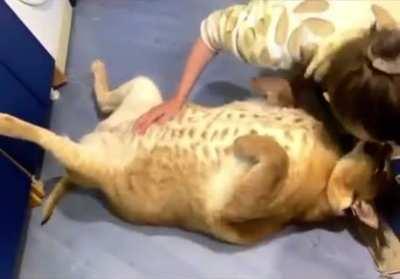 Happy Floppa Friday and happy new year!