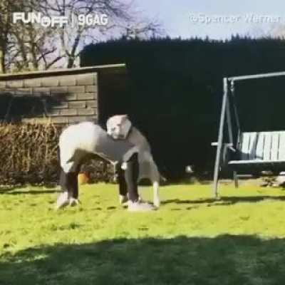 The perfect yoga partner.