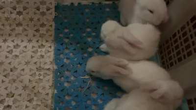 Baby buns (16 days old) first recorded stretch and grooming session. ❤️❤️❤️🐇