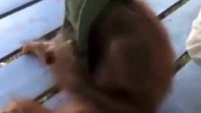 [Last Day of Monke Posting] Life Could Be A Dream