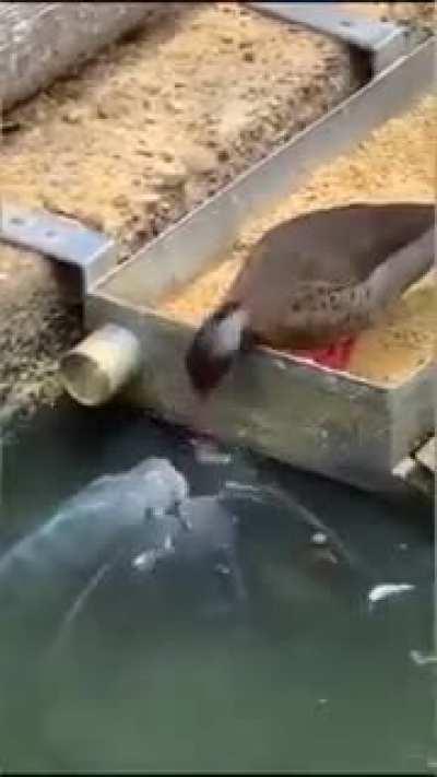 If they hadn't recorded it, no one would believe it