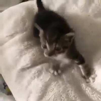 Ruthless Criminal Pleads for Freedom