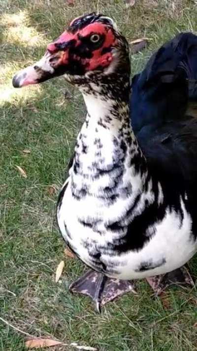 Picnic with Darth Maul