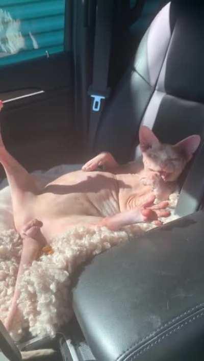 Бестыжий кот