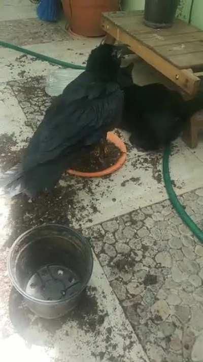 So apparently this goes here, my raven kicking my cat. 😭