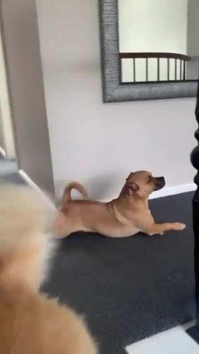 Hey Corgi! How can you walk like this? 😂 Credit to @Dustinpup.