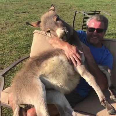Donkey thinks she's a lap dog